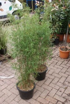 Niet Woekerende Bamboe (Fargesia 'Jiuzhaigou') -Green Roots Exporteren Winkel 20121113150857 4 1