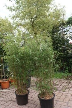 Niet Woekerende Bamboe (Fargesia 'Jiuzhaigou') -Green Roots Exporteren Winkel 20121113150912 4 1