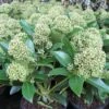 Skimmia (Skimmia Japonica 'Fragrant Cloud')
