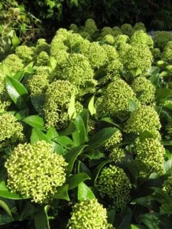 Skimmia (Skimmia Japonica 'Fragrant Cloud') -Green Roots Exporteren Winkel 20121121145218 2
