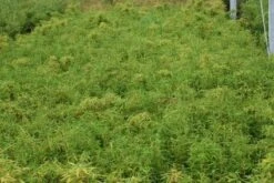 Niet Woekerende Bamboe (Fargesia Murieliae 'Simba') -Green Roots Exporteren Winkel 20121229102434 6