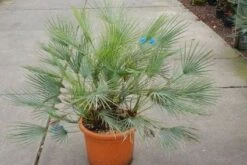 Dwergpalm (Chamaerops Humilis 'Cerifera') -Green Roots Exporteren Winkel 20121229150623 2 1