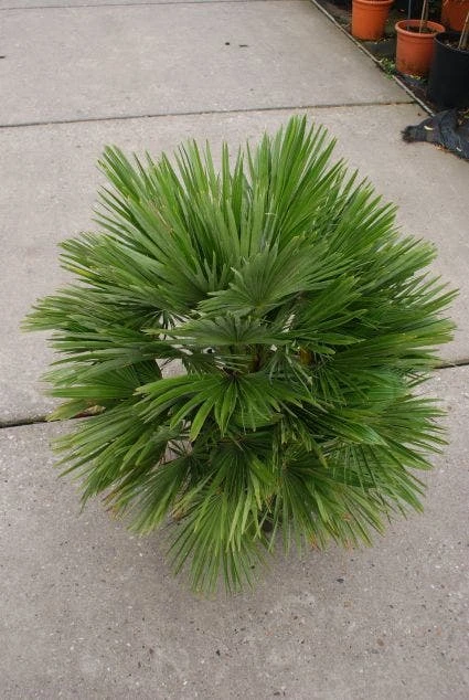 Dwergpalm (Chamaerops Humilis 'Vulcano') 4 Dwergpalm (Chamaerops Humilis 'Vulcano') - Afbeelding 4