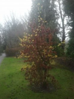 Toverhazelaar (Hamamelis Intermedia 'Arnold Promise') 15 Toverhazelaar (Hamamelis Intermedia 'Arnold Promise') -Green Roots Exporteren Winkel 20130113135921 6