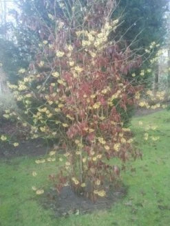 Toverhazelaar (Hamamelis Mollis) -Green Roots Exporteren Winkel 20130113140034 40 8
