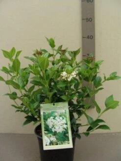 Groenblijvende Sneeuwbal (Viburnum Tinus 'Eve Price') 20 Groenblijvende Sneeuwbal (Viburnum Tinus 'Eve Price') -Green Roots Exporteren Winkel 20130119172735 50 10 1