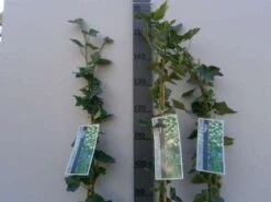 Klimop In Boogvorm (Hedera Hibernica) -Green Roots Exporteren Winkel 20130120142024 1