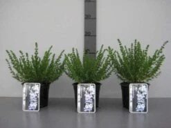 Prostanthera (Prostanthera Cuneata) -Green Roots Exporteren Winkel 20130120155913 1