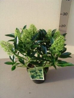Skimmia (Skimmia Confusa 'Kew Green') -Green Roots Exporteren Winkel 20130120161109 3