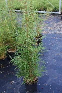Niet Woekerende Bamboe (Fargesia Robusta) -Green Roots Exporteren Winkel 20130121115128 5