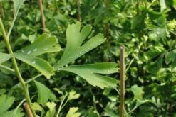 Japanse Notenboom (Ginkgo Biloba) -Green Roots Exporteren Winkel 20130121120928 10