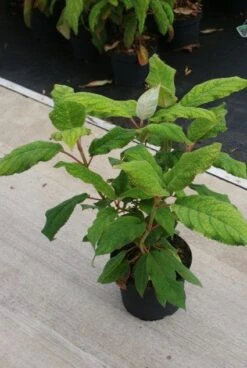 Fluweelhortensia (Hydrangea Aspera 'Macrophylla') -Green Roots Exporteren Winkel 20130121123911 6