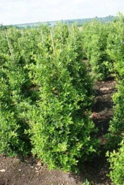 Hulst (Ilex Aquifolium 'Silver Queen') 8 Hulst (Ilex Aquifolium 'Silver Queen') -Green Roots Exporteren Winkel 20130121124351 11