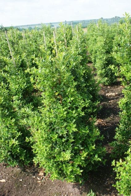 Hulst (Ilex Aquifolium 'Silver Queen') 3 Hulst (Ilex Aquifolium 'Silver Queen') - Afbeelding 3