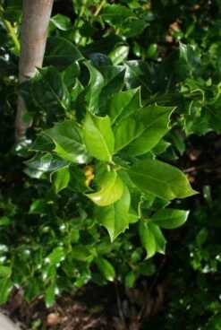 Hulst (Ilex Aquifolium J.C. Van Tol) -Green Roots Exporteren Winkel 20130121125215 11