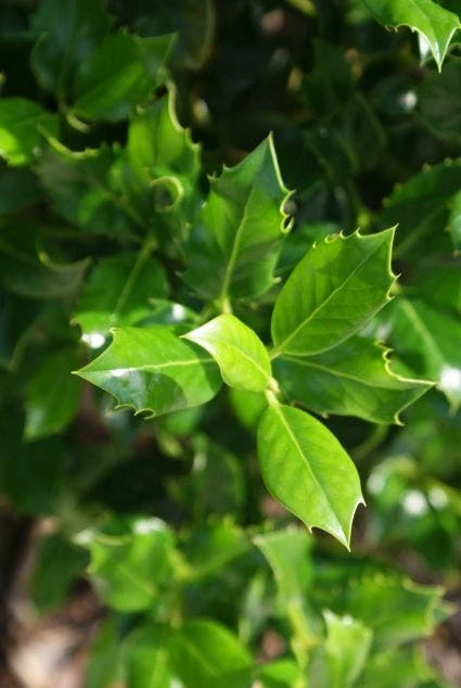 Hulst (Ilex Aquifolium J.C. Van Tol) 5 Hulst (Ilex Aquifolium J.C. Van Tol) - Afbeelding 5