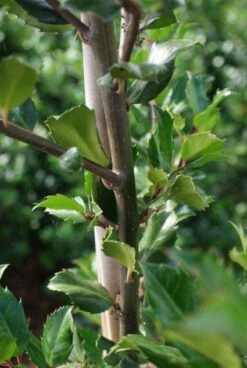 Blauwe Hulst (Ilex Meserveae 'Blue Prince') -Green Roots Exporteren Winkel 20130121125422 10 1