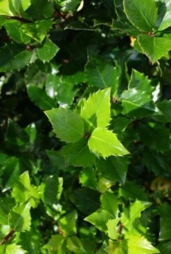 Blauwe Hulst (Ilex Meserveae 'Blue Prince') 14 Blauwe Hulst (Ilex Meserveae 'Blue Prince') -Green Roots Exporteren Winkel 20130121125453 10