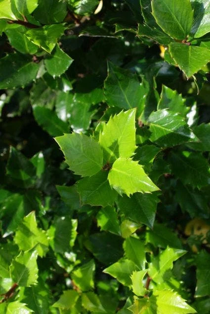Blauwe Hulst (Ilex Meserveae 'Blue Prince') 6 Blauwe Hulst (Ilex Meserveae 'Blue Prince') - Afbeelding 6
