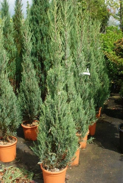 Jeneverbes (Juniperus Scopulorum 'Skyrocket') 2 Jeneverbes (Juniperus Scopulorum 'Skyrocket') - Afbeelding 2