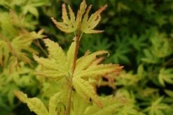 Japanse Esdoorn (Acer Palmatum 'Orange Dream') -Green Roots Exporteren Winkel 20130121134107 4