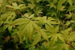 Japanse Esdoorn (Acer Palmatum 'Orange Dream') -Green Roots Exporteren Winkel 20130121134212 4