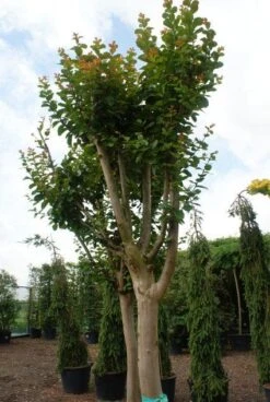Roze Lagerstroemia Als Boom (Lagerstroemia Indica) -Green Roots Exporteren Winkel 20130121162344 9