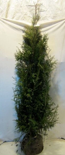Levensboom (Thuja Plicata 'Martin') -Green Roots Exporteren Winkel 20130122151938 8