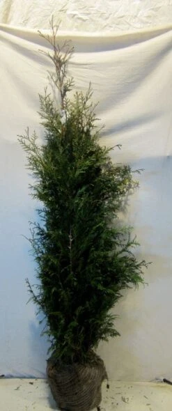 Levensboom (Thuja Plicata 'Martin') -Green Roots Exporteren Winkel 20130122152217 8