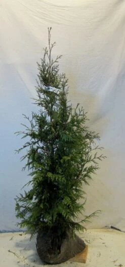 Levensboom (Thuja Plicata 'Martin') -Green Roots Exporteren Winkel 20130122153123 8 1