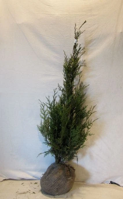 Levensboom (Thuja Plicata 'Atrovirens') 5 Levensboom (Thuja Plicata 'Atrovirens') - Afbeelding 5