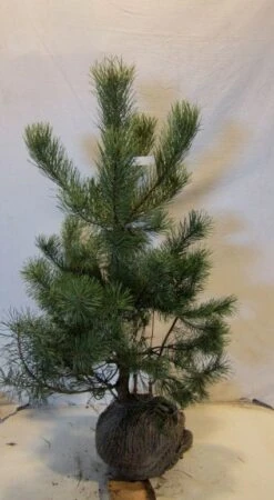 Grove Den, Solitair (Pinus Sylvestris) -Green Roots Exporteren Winkel 20130125134849 18 1