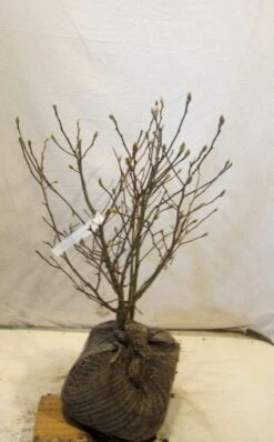 Stermagnolia (Magnolia Stellata) -Green Roots Exporteren Winkel 20130125153753 13 3