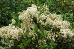 Texaanse Liguster/Liguster (Ligustrum Texanum 'Silver Star') -Green Roots Exporteren Winkel 20130125154606 4