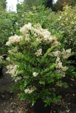 Texaanse Liguster/Liguster (Ligustrum Texanum 'Silver Star') -Green Roots Exporteren Winkel 20130125154621 4