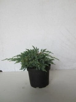 Jeneverbes (Juniperus Squamata 'Blue Carpet') -Green Roots Exporteren Winkel 20130125154733 4 1