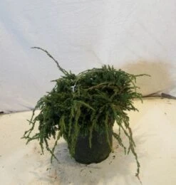 Jeneverbes (Juniperus Squamata 'Blue Carpet') -Green Roots Exporteren Winkel 20130125154745 4