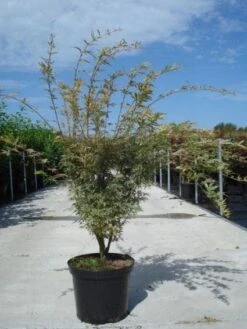 Japanse Esdoorn (Acer Palmatum 'Butterfly') -Green Roots Exporteren Winkel 20130214100424 8