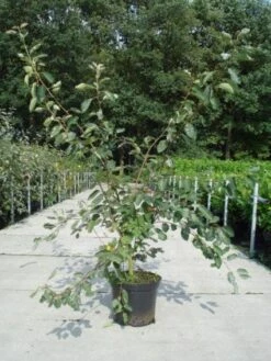 Krentenboom Als Struik (Amelanchier Lamarckii) -Green Roots Exporteren Winkel 20130214100736 13