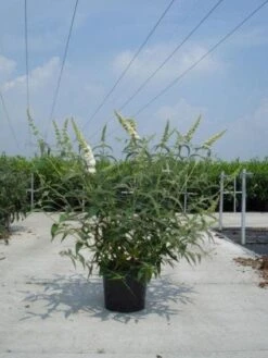Vlinderstruik (Buddleja Davidii 'White Profusion') -Green Roots Exporteren Winkel 20130214101944 3 1