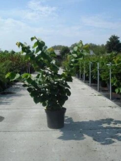 Chinese Judasboom (Cercis Chinensis 'Avondale') -Green Roots Exporteren Winkel 20130214102822 5