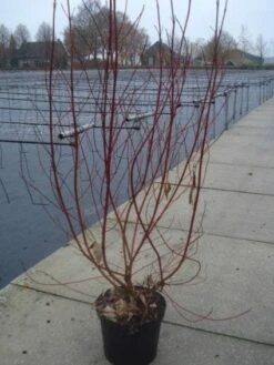 Bonte Kornoelje (Cornus Alba 'Elegantissima') -Green Roots Exporteren Winkel 20130214103250 3