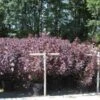 Pruikenboom Als Struik (Cotinus Coggygria 'Royal Purple')