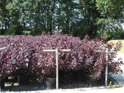 Pruikenboom Als Struik (Cotinus Coggygria 'Royal Purple') 1 Pruikenboom Als Struik (Cotinus Coggygria 'Royal Purple')