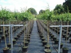 Rode Meidoorn (Crataegus Laevigata 'Paul's Scarlet') -Green Roots Exporteren Winkel 20130214111754 14