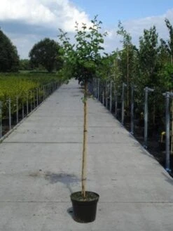 Rode Meidoorn (Crataegus Laevigata 'Paul's Scarlet') -Green Roots Exporteren Winkel 20130214111804 14 1