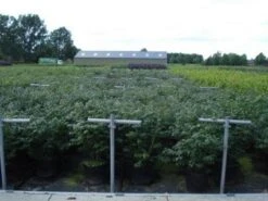 Kardinaalshoed (Euonymus Alatus 'Compactus') -Green Roots Exporteren Winkel 20130214112611 12