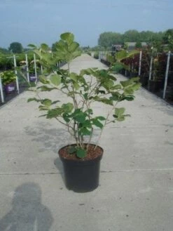 Toverhazelaar (Hamamelis Intermedia 'Diane') 7 Toverhazelaar (Hamamelis Intermedia 'Diane') -Green Roots Exporteren Winkel 20130214114113 18 9 9 1