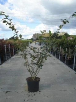 Toverhazelaar (Hamamelis Intermedia 'Jelena') -Green Roots Exporteren Winkel 20130214114339 14 7 7