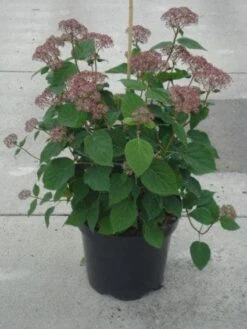 Hortensia (Hydrangea 'Pink Annabelle') -Green Roots Exporteren Winkel 20130214115155 1 1